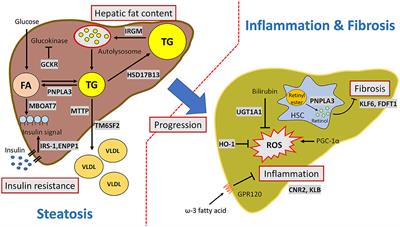 New Perspectives on Genetic Prediction for Pediatric Metabolic Associated Fatty Liver Disease